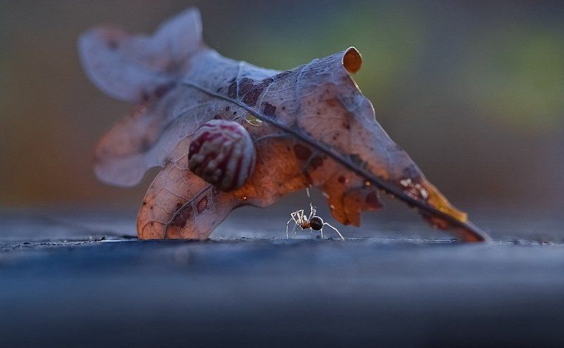 Силач Вакула...photo preview