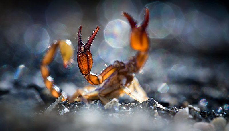 Фото...ФотоОхота на скорпиона.photo preview