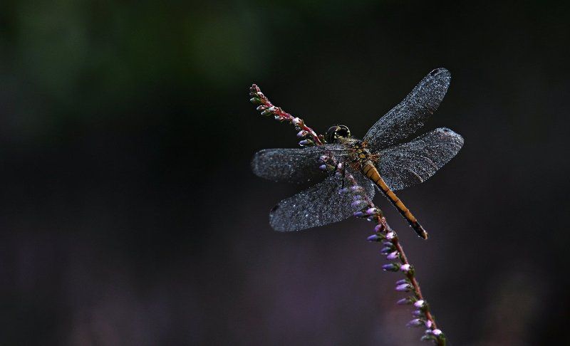 diamondsphoto preview