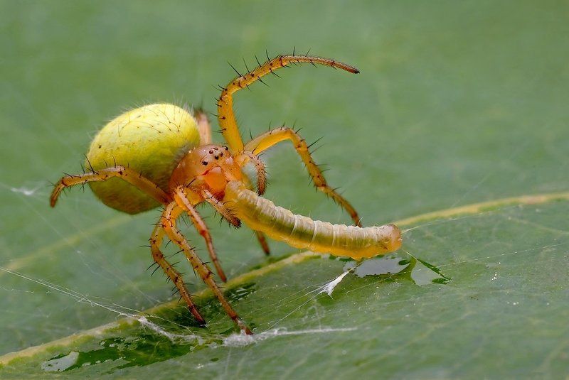 Laws of naturephoto preview