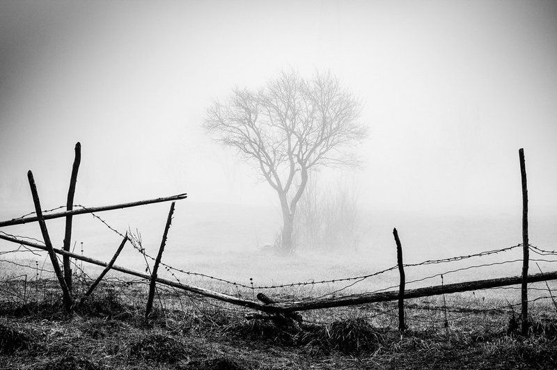 Black and white, Mist, Mood, Nature, Tree Asymmetric of springphoto preview