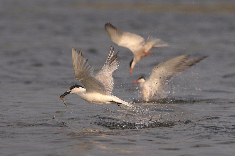 thalasseus sandvicensis, гривеста рибарка, пестроносая крачка 3 in 1 фото превью