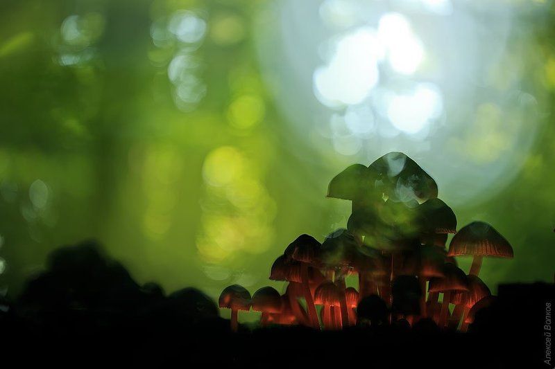 грибы, лес Эльфийские замкиphoto preview