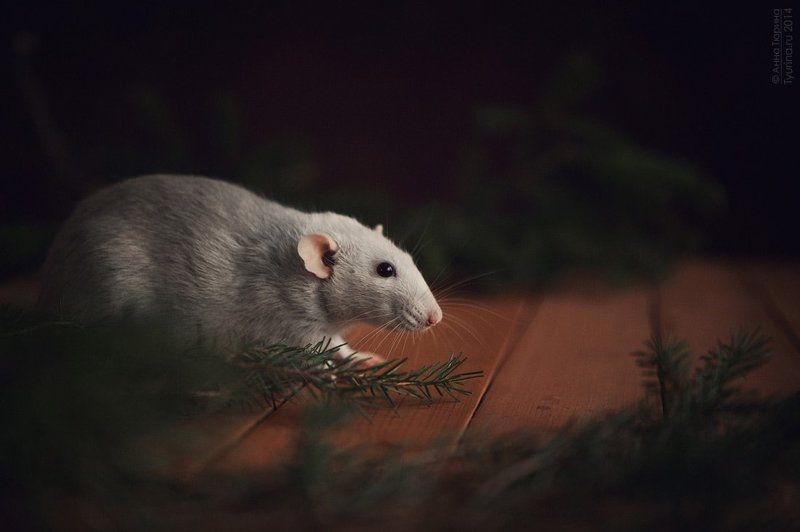 Домашний уютphoto preview