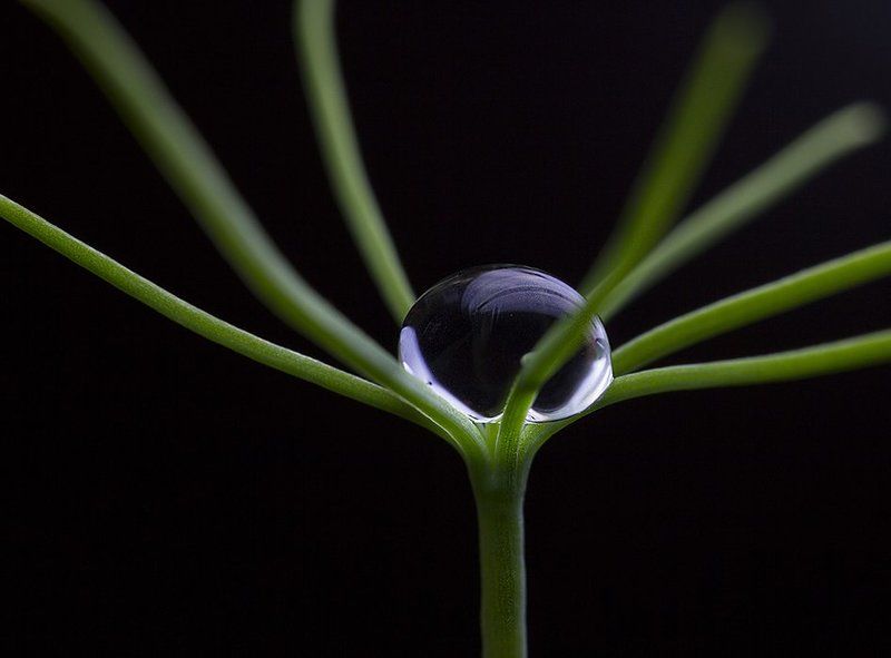 Родилась ёлочкаphoto preview