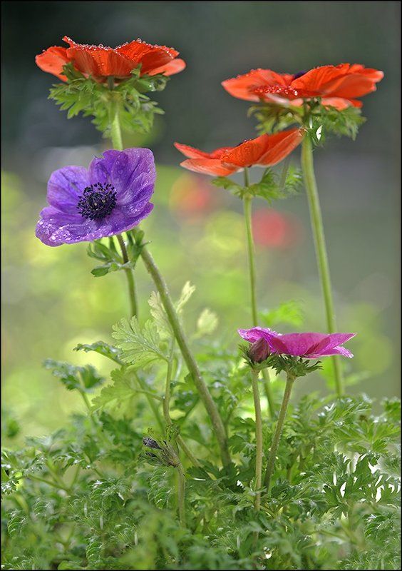 Анемоны ...photo preview