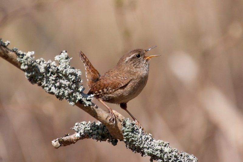 Карузоphoto preview