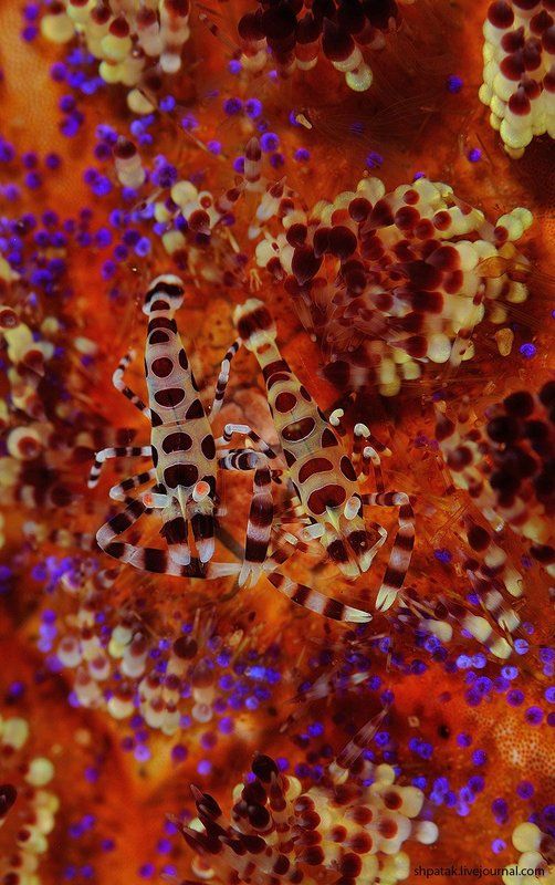 Яркое и весеннее под водой.photo preview