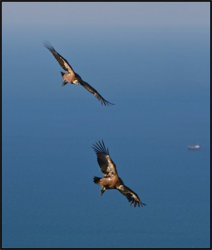 Атака с бомбометанием :) фото превью