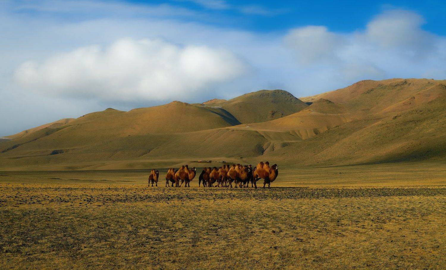 Караван. Автор: holod Camels, Caravan, Верблюды, Животные, Караван, holod