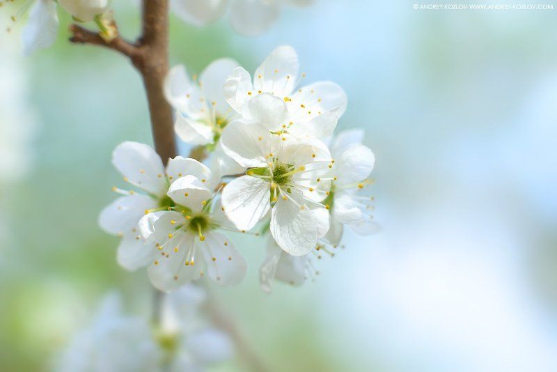 Blossom, Blue, Cherry, Flowers, Garden, Nature, Sakura Cherry Flowersphoto preview