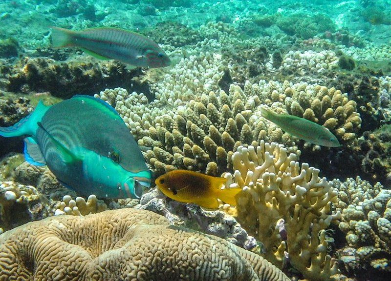 Ам фото превью