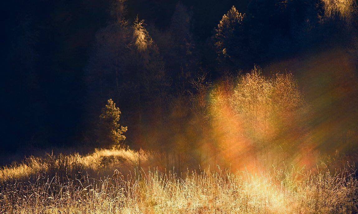 Поток света. Автор: Анна Кудрявцева forest, hoarfrost, light, rays, winter, зима, иней, лес, лучи, поток, свет, Анна Кудрявцева
