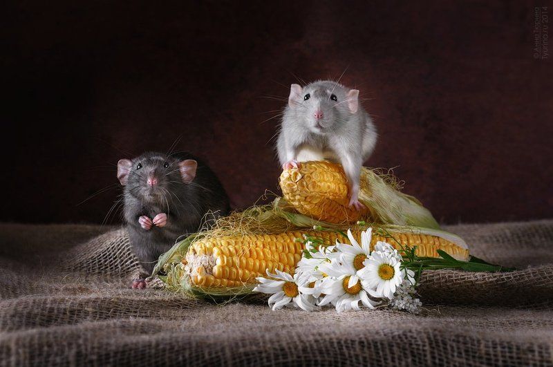 Время собирать урожайphoto preview