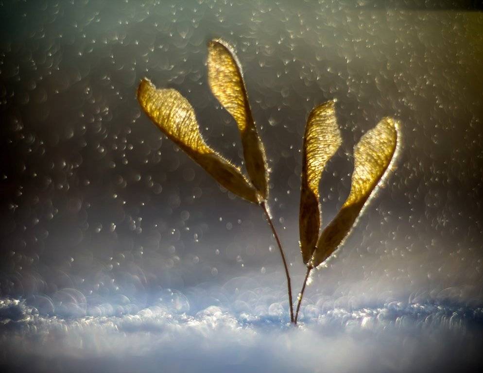 С праздником Весны, дорогие девушки!. Автор: Germanic , Germanic