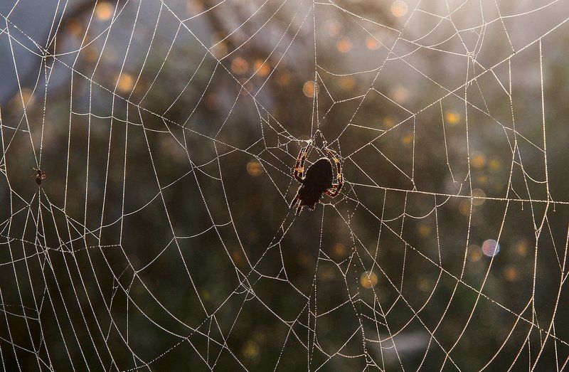 Ловецphoto preview