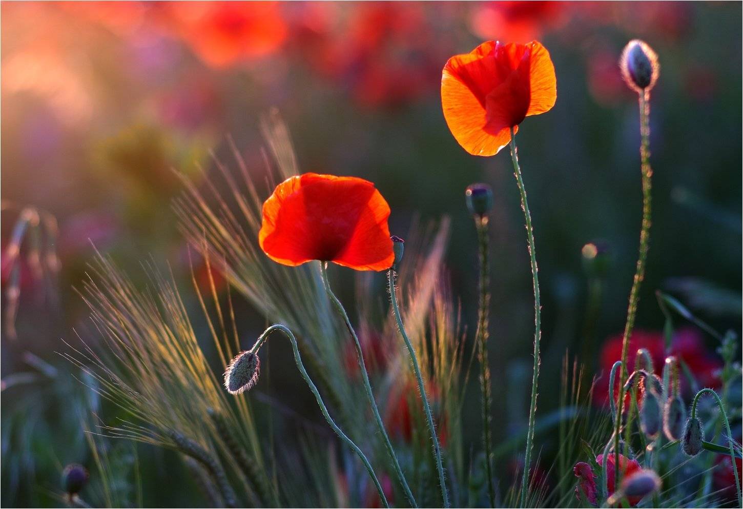 , Николай Шахманцир