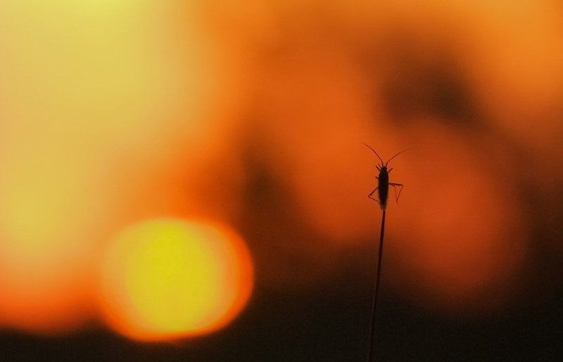 вечер, жук, закат, насекомое Закаты пропитаны грустьюphoto preview