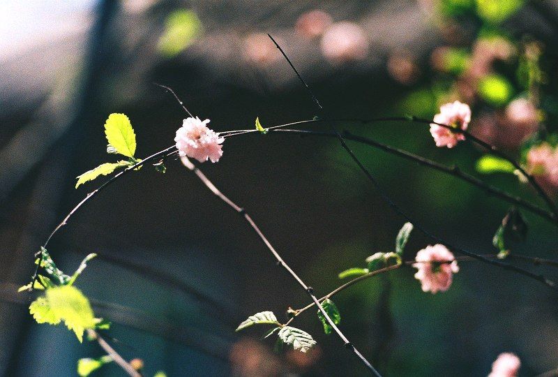 портрет, девушка Пленочкаphoto preview