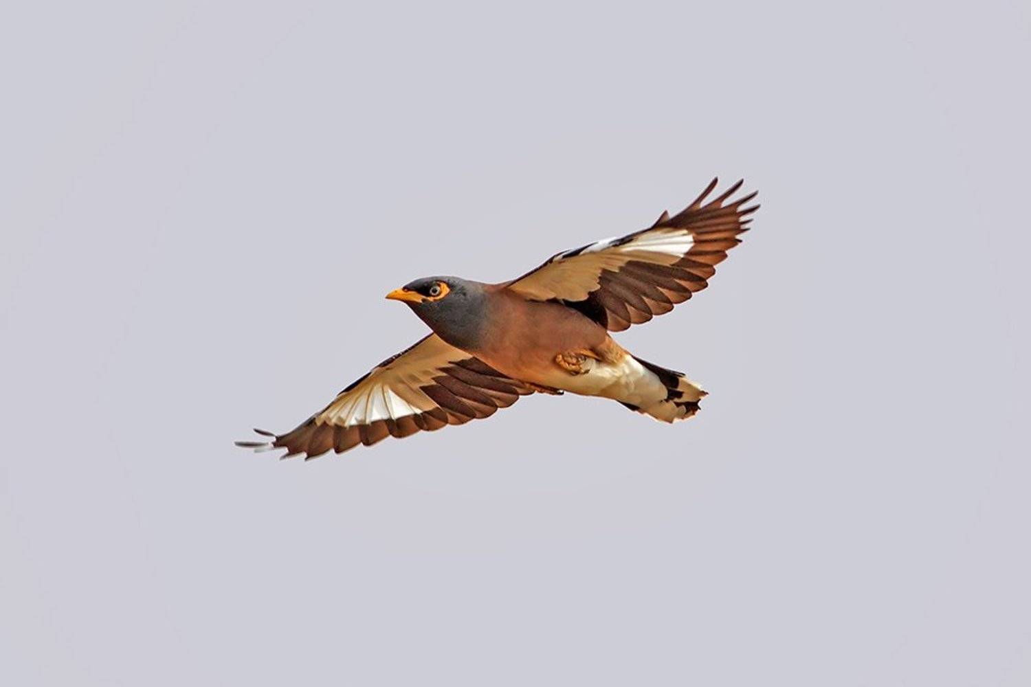 400mm, 7d, animals, birds, myna, животные, птицы, скворец, Yuri Gomelsky