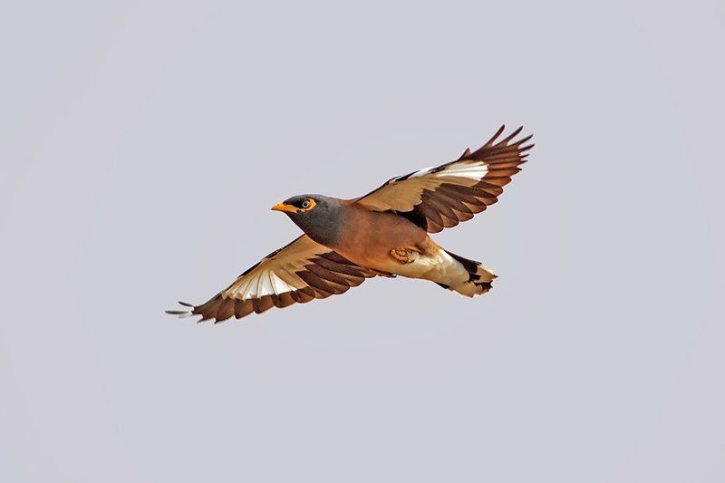 400mm, 7d, animals, birds, myna, животные, птицы, скворец Саранчёвый скворецphoto preview