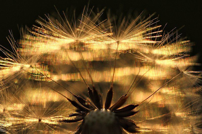 Макро, Одуванчик, Природа, Цветок, Цветы Одуванчикphoto preview