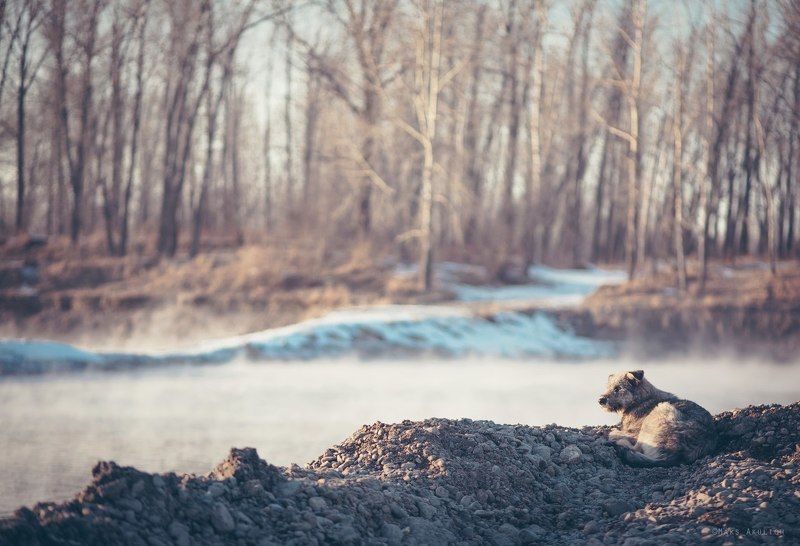 Енисей, Краснояорск, Пес, Сибирь, Туман Про Псаphoto preview