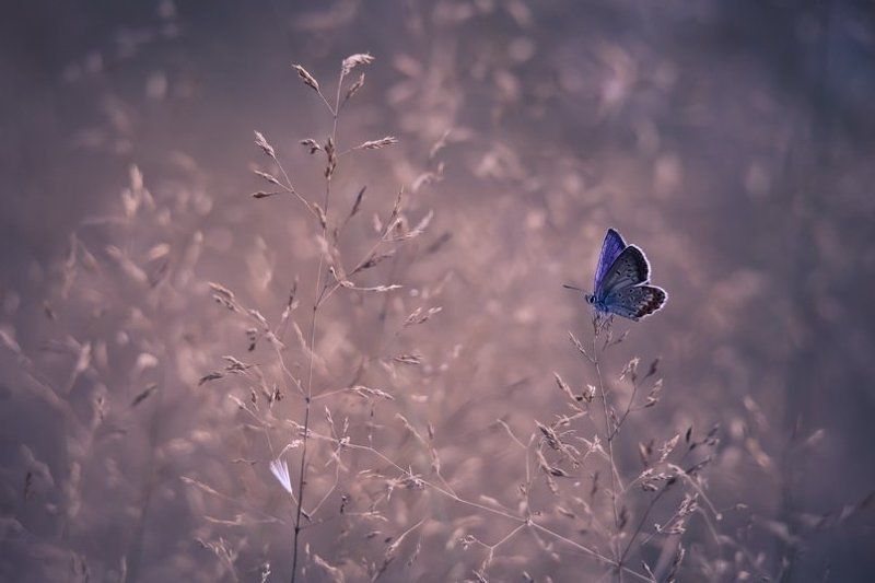 Цветные бантики.photo preview