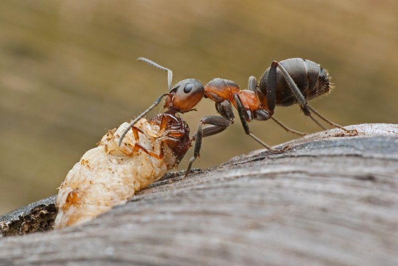 Attack!photo preview