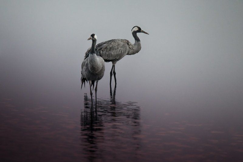 birds, lake, nature, двое, журавли, заповедник, озеро, природа, птицы, рассвет, утро Двое...photo preview