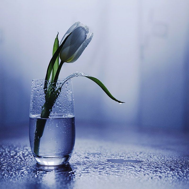 Kapt kapt kapt...photo preview