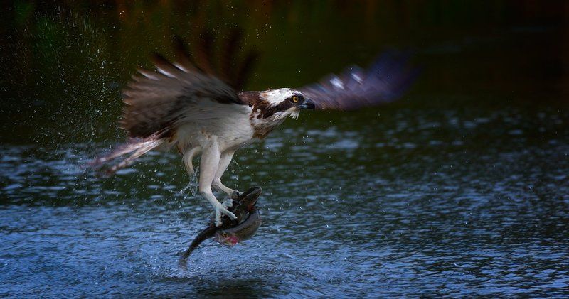 очень кушать хочется...photo preview