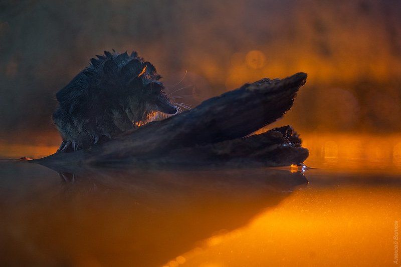 водяная кутора, Neomys fodiens Плавучий меховой шарикphoto preview