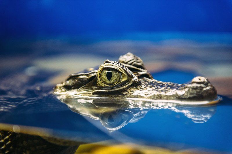 animals, dragonfly, nature, nikon, water Dragonphoto preview