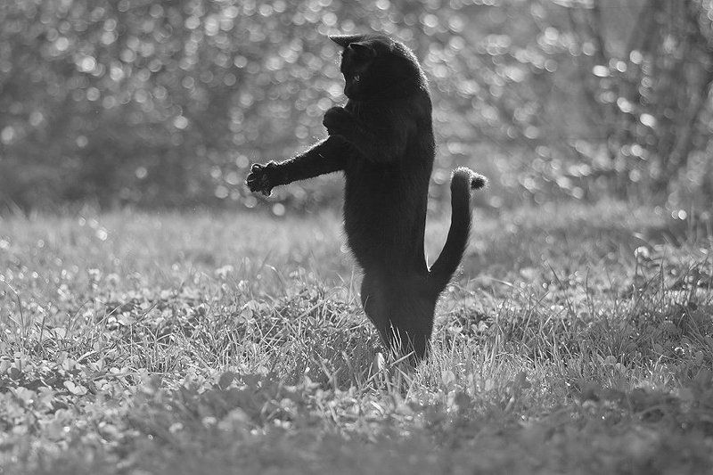 Озорной кот:)photo preview