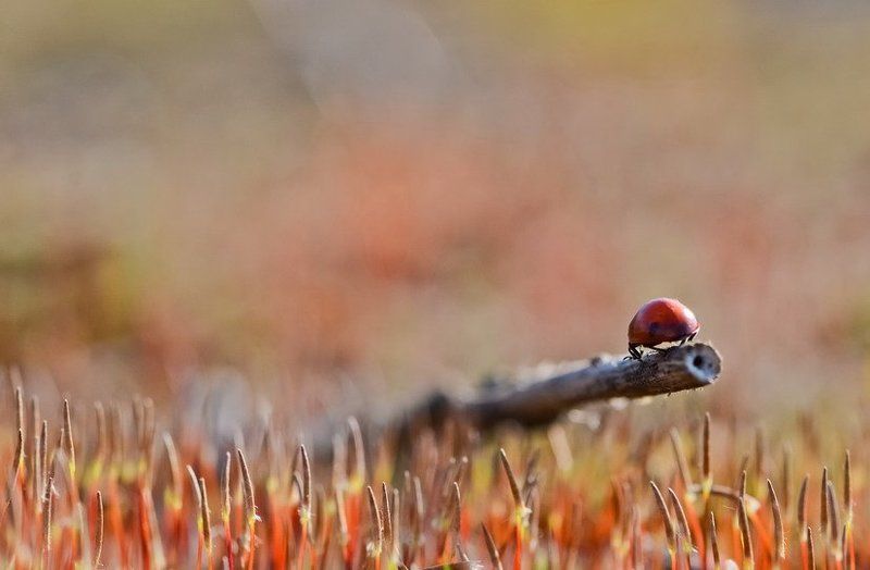 божья коровка, ветка, мох, насекомое Прощай, папарацциphoto preview