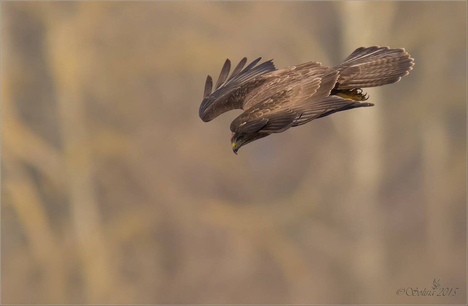 Атака. Автор: Солисия 2015, Buteo buteo, Весна, Канюк, Март, Природа, Птицы, Солисия