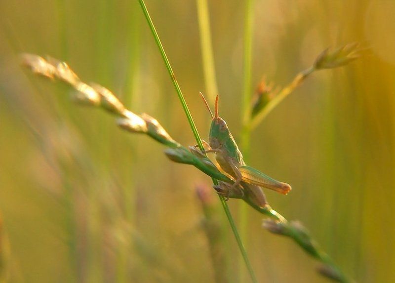 кузнечик, маскировка, насекомое, трава Хорошая маскировкаphoto preview