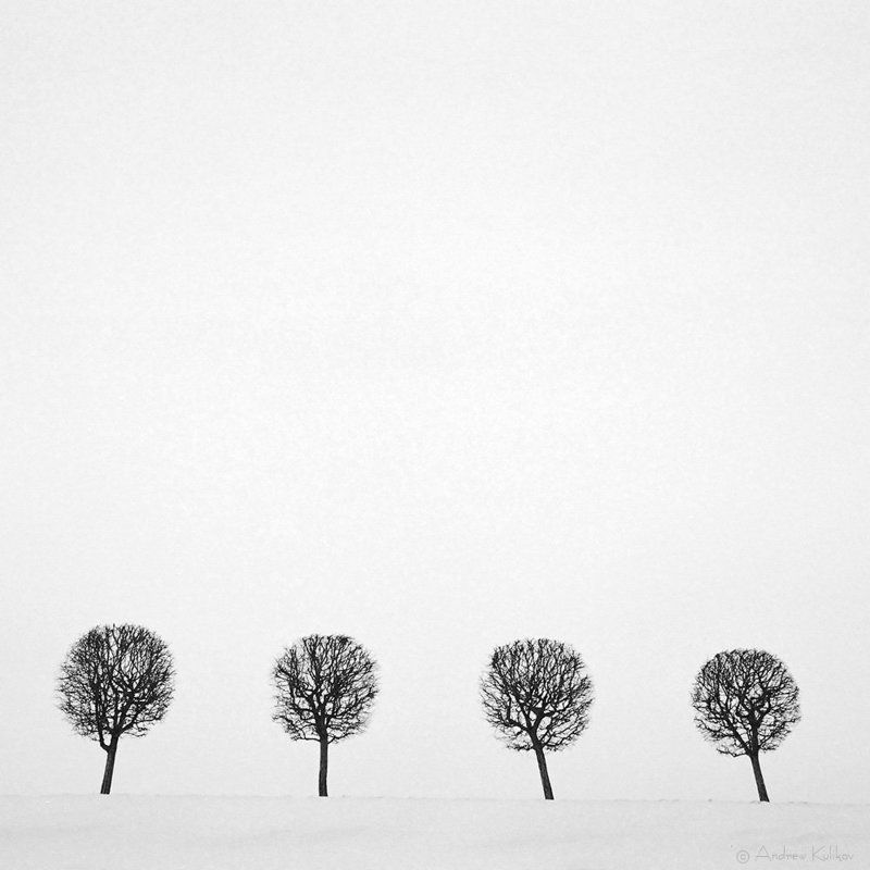 Деревья, Снег, Зима, Петергоф, Белый Четвероphoto preview