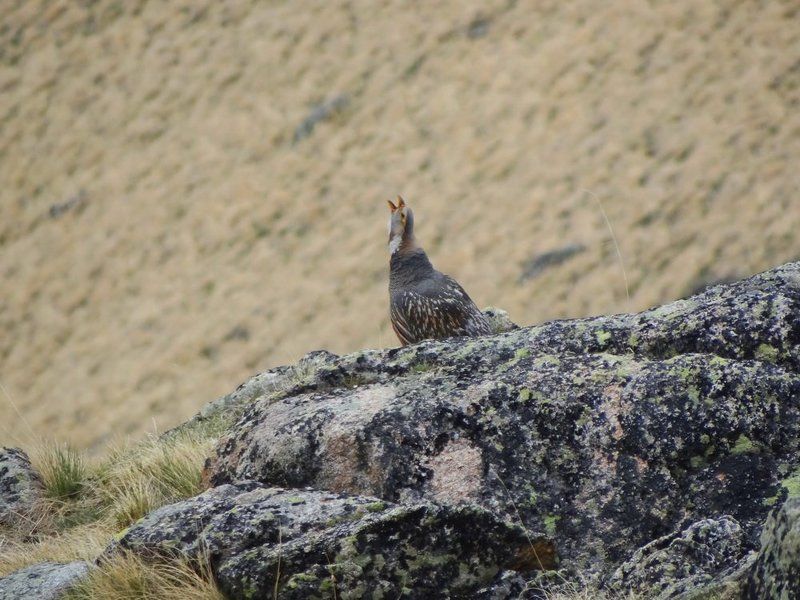 Весенняя песня улараphoto preview