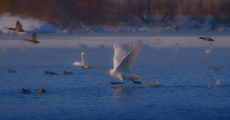 Cygnus cygnus, Зима, Лебеди-кликуны, Озеро, Птицы, Утро Разбегphoto preview