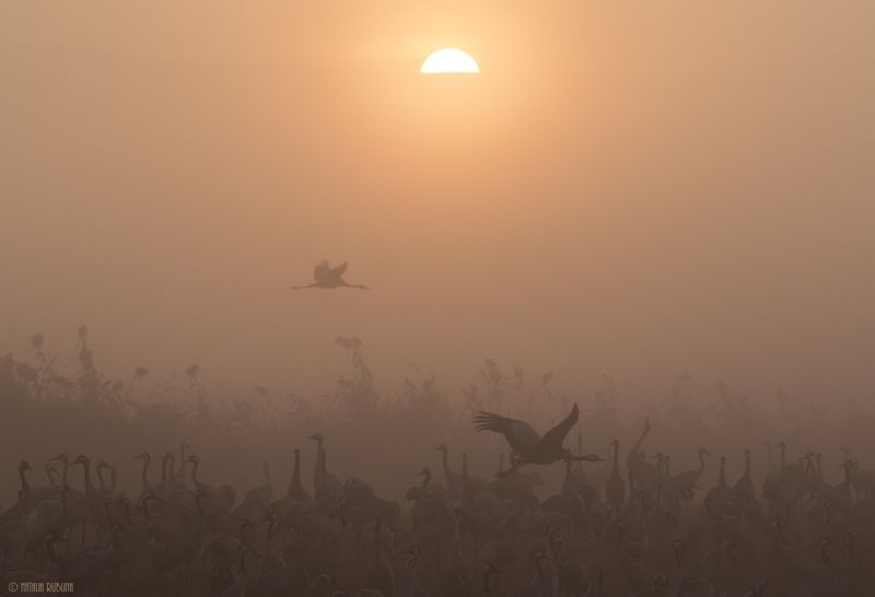 birds, nature, sunrise, восход, журавли, заповедник, природа, птицы, рассвет, розовый туман, туман, утро Журавушки в розовом Тумане...photo preview