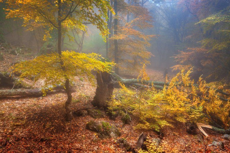 Демерджи, Крым, Осень * * *photo preview