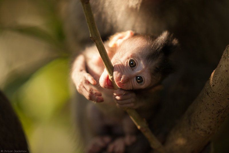 Любознательный малышphoto preview