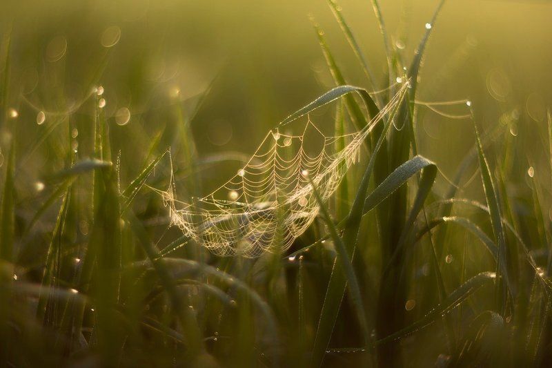 паутинка, рассвет, роса, helios, гелиос Гамачокphoto preview