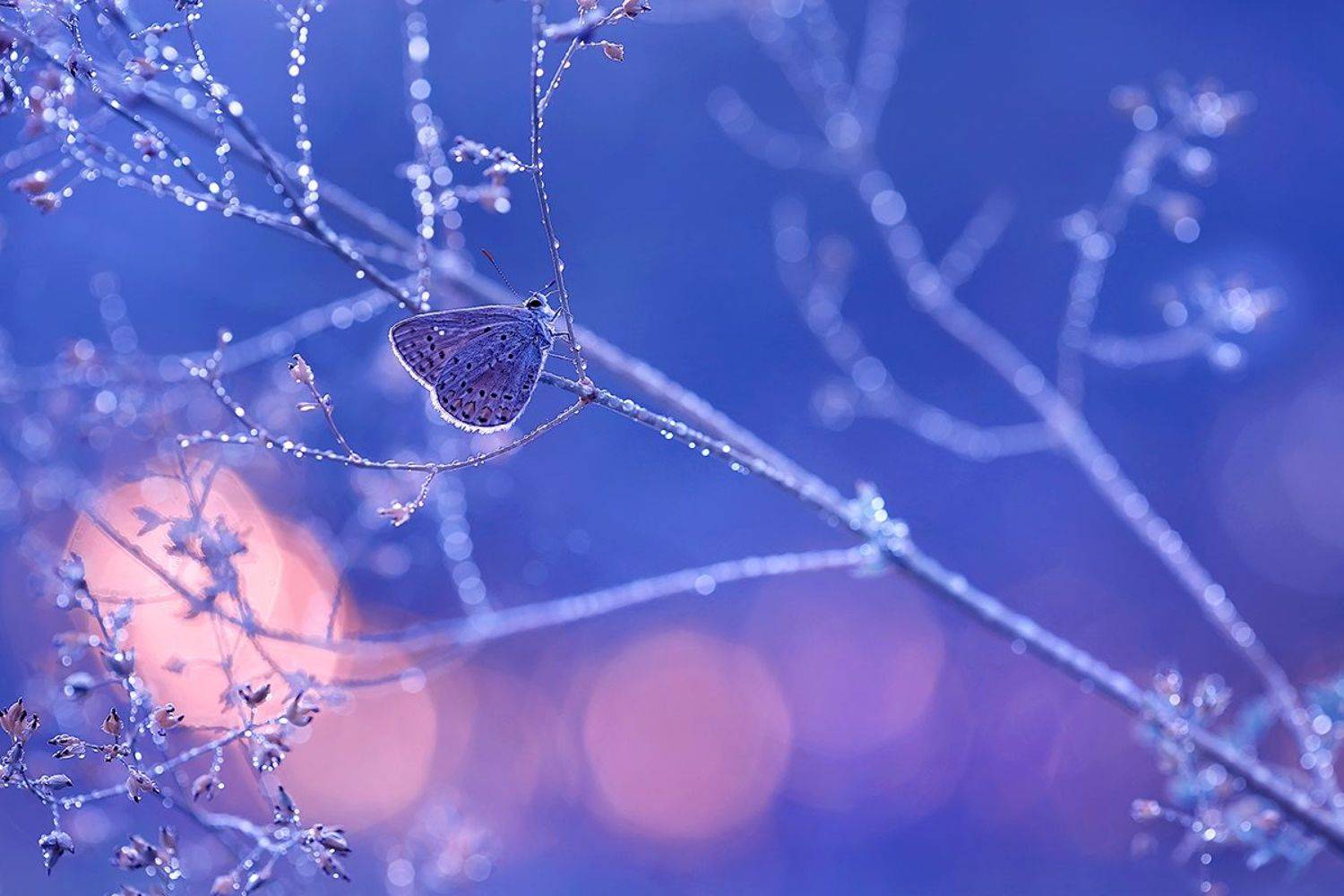 Свет хрустальной зари.... Автор: Sokolova Tatiana , Sokolova Tatiana