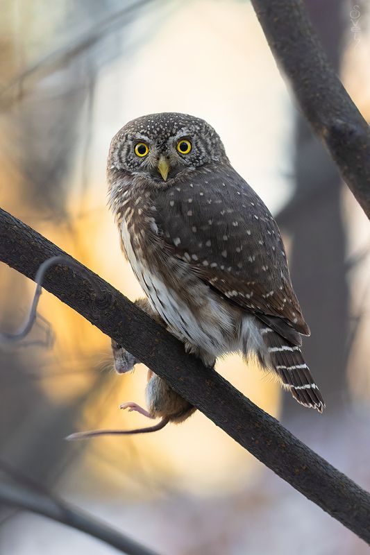 воробьиный сыч, закат темные делишкиphoto preview