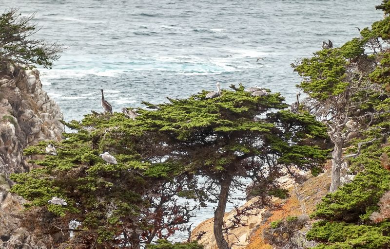 North California Pelican\'s homephoto preview