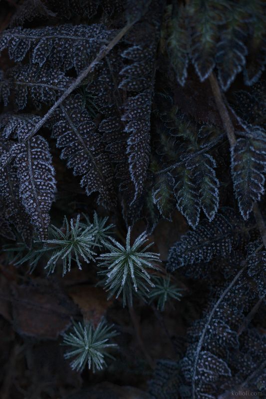 лесные текстуры, мох, папоротник, иней, фактуры, морозные узоры, ленинградская область, карельский перешеек Узоры поздней осениphoto preview