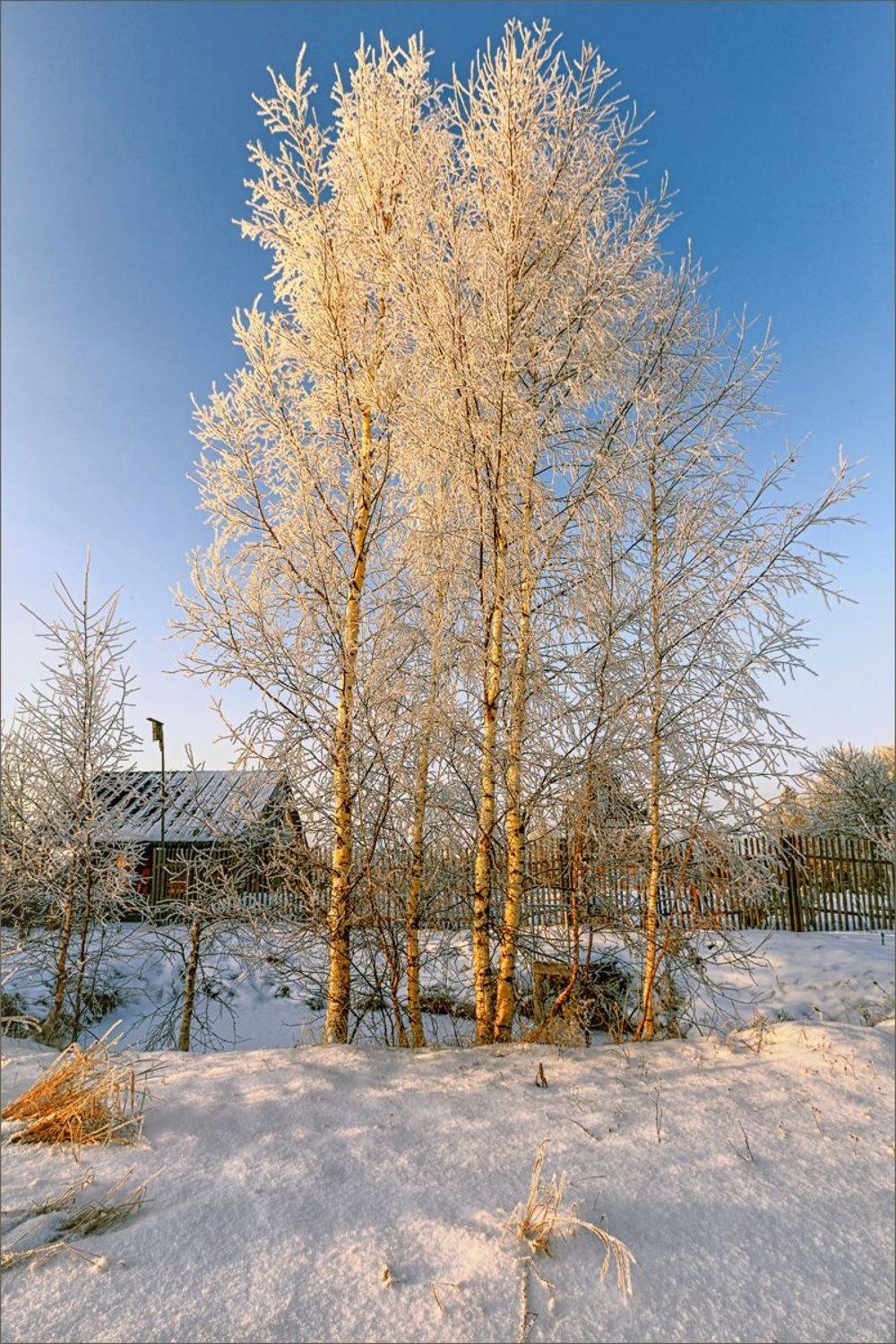 пейзаж, зима, вечер, берёза, снег, свет, цвет, александр никитинский, Никитинский Александр